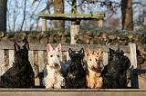 SCOTTISH TERRIER 158